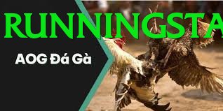 Đá Gà Trực Tiếp - 8kbet